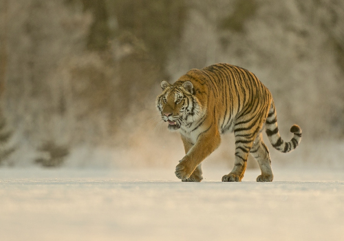 Tygr ussurijský  (Panthera tigris)  A42I8359ok