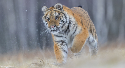 Tygr ussurijský  (Panthera tigris)  A42I8388ok