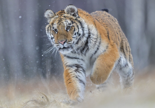 Tygr ussurijský  (Panthera tigris)  A42I8388ok