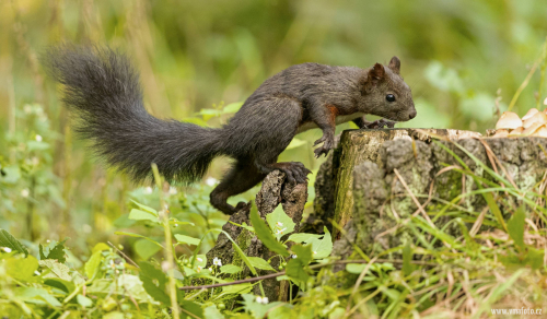 Veverka obecná  (Sciurus vulgaris)  A42I8511ok