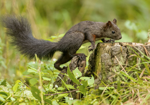 Veverka obecná  (Sciurus vulgaris)  A42I8511ok