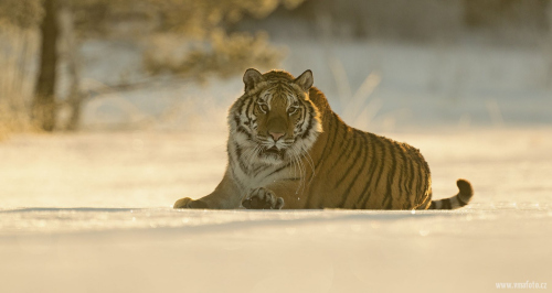 Tygr ussurijský  (Panthera tigris)  A42I8523ok