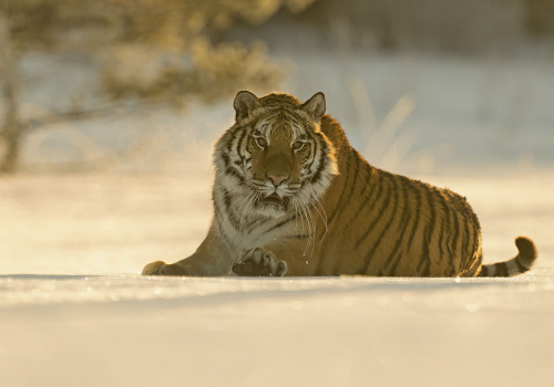 Tygr ussurijský  (Panthera tigris)  A42I8523ok