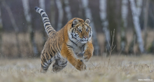 Tygr ussurijský  (Panthera tigris)  A42I8553ok