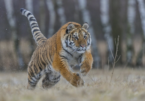Tygr ussurijský  (Panthera tigris)  A42I8553ok