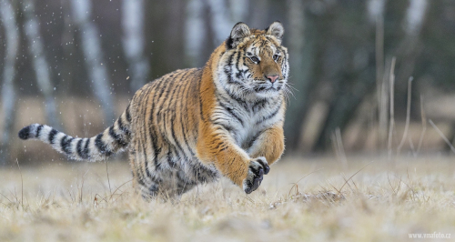 Tygr ussurijský  (Panthera tigris)  A42I8559ok