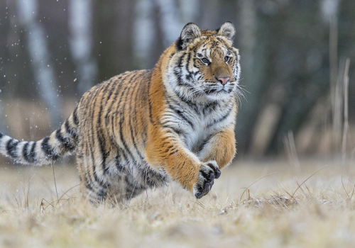 Tygr ussurijský  (Panthera tigris)  A42I8559ok