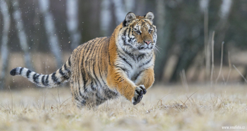 Tygr ussurijský  (Panthera tigris)  A42I8559ok