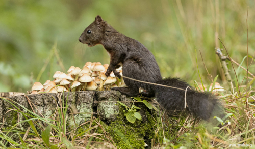 Veverka obecná  (Sciurus vulgaris)  A42I8601ok
