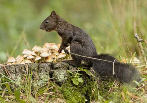 Veverka obecná  (Sciurus vulgaris)  A42I8601ok