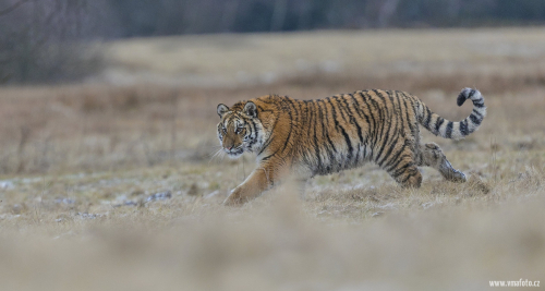 Tygr ussurijský  (Panthera tigris)  A42I8609ok