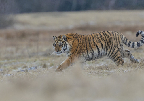 Tygr ussurijský  (Panthera tigris)  A42I8609ok