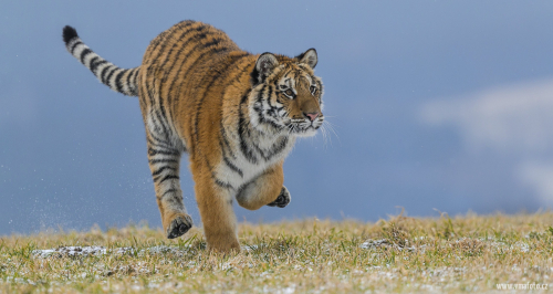 Tygr ussurijský  (Panthera tigris)  A42I8647ok