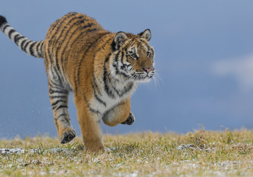 Tygr ussurijský  (Panthera tigris)  A42I8647ok