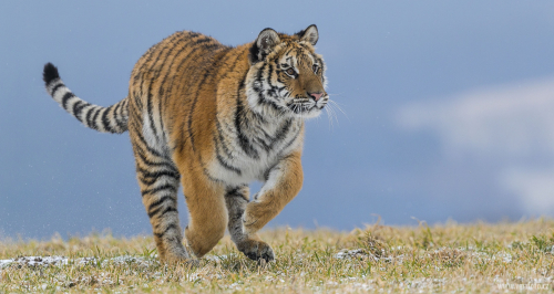 Tygr ussurijský  (Panthera tigris)  A42I8648ok