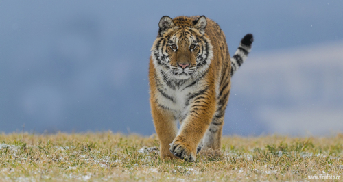 Tygr ussurijský  (Panthera tigris)  A42I8725ok