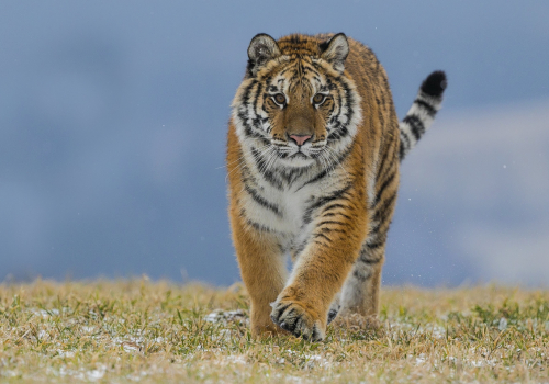 Tygr ussurijský  (Panthera tigris)  A42I8725ok