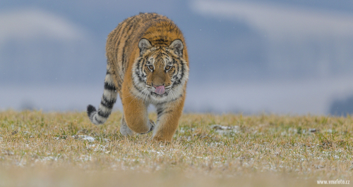 Tygr ussurijský  (Panthera tigris)  A42I8853ok