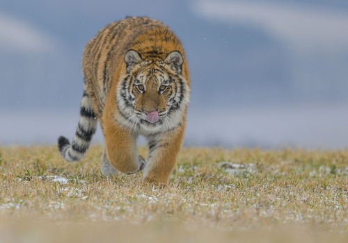 Tygr ussurijský  (Panthera tigris)  A42I8853ok