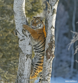 Tygr ussurijský  (Panthera tigris)  A42I8857ok