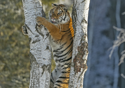 Tygr ussurijský  (Panthera tigris)  A42I8857ok