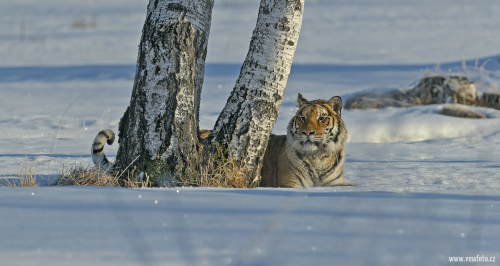 Tygr ussurijský  (Panthera tigris)  A42I8877ok