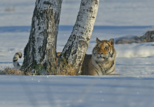 Tygr ussurijský  (Panthera tigris)  A42I8877ok