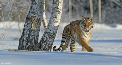 Tygr ussurijský  (Panthera tigris)  A42I8924ok