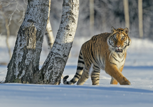 Tygr ussurijský  (Panthera tigris)  A42I8924ok