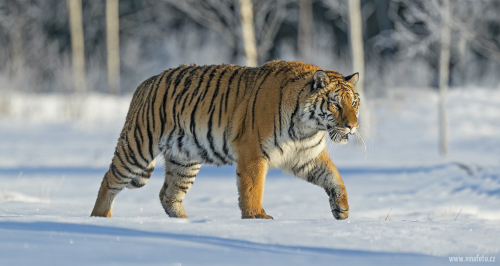 Tygr ussurijský  (Panthera tigris)  A42I8934ok