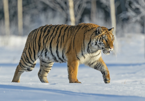 Tygr ussurijský  (Panthera tigris)  A42I8934ok