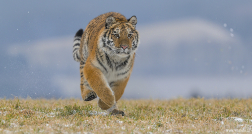 Tygr ussurijský  (Panthera tigris)  A42I8957ok