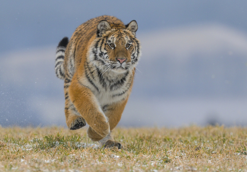 Tygr ussurijský  (Panthera tigris)  A42I8957ok