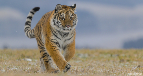 Tygr ussurijský  (Panthera tigris)  A42I8966ok