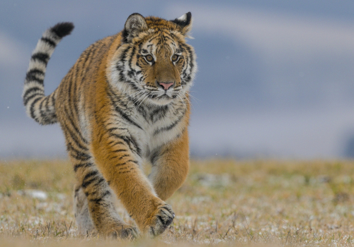 Tygr ussurijský  (Panthera tigris)  A42I8966ok