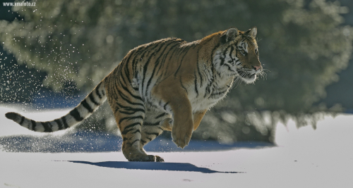 Tygr ussurijský  (Panthera tigris)  A42I9054ok
