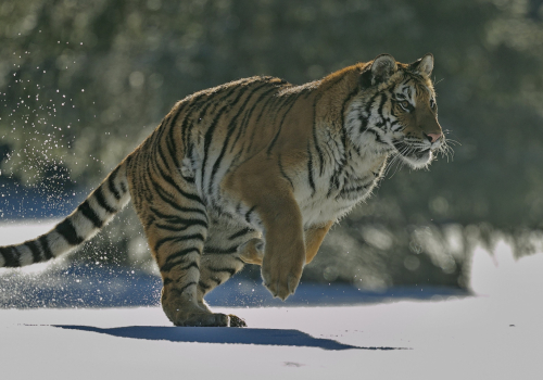 Tygr ussurijský  (Panthera tigris)  A42I9054ok