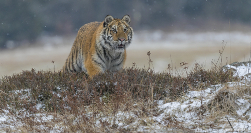 Tygr ussurijský  (Panthera tigris)  A42I9136ok