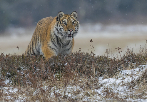 Tygr ussurijský  (Panthera tigris)  A42I9136ok