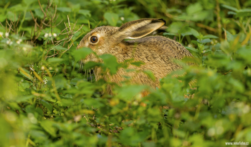 Zajíc polní  (Lepus europaeus)  A42I9168ok