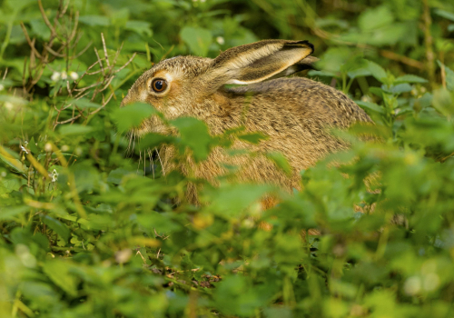 Zajíc polní  (Lepus europaeus)  A42I9168ok