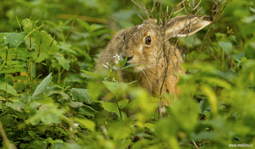 Zajíc polní  (Lepus europaeus)  A42I9185ok