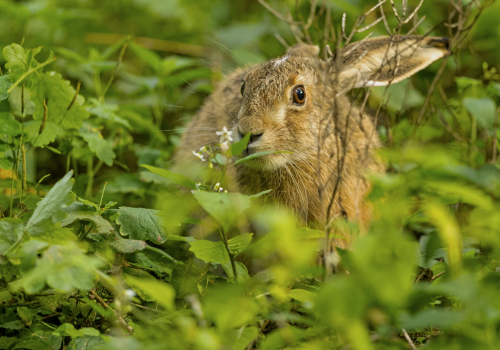 Zajíc polní  (Lepus europaeus)  A42I9185ok