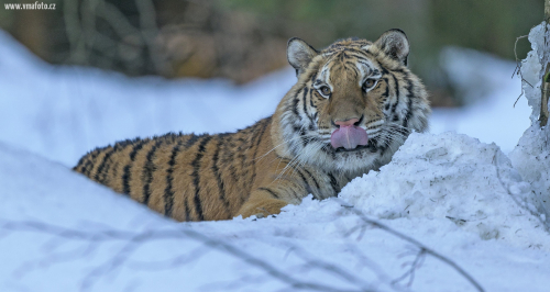 Tygr ussurijský  (Panthera tigris)  A42I9196ok