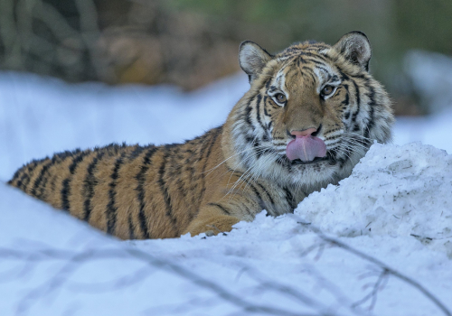Tygr ussurijský  (Panthera tigris)  A42I9196ok