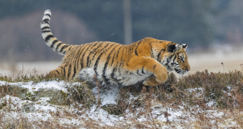 Tygr ussurijský  (Panthera tigris)  A42I9201ok