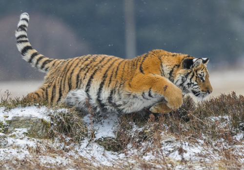 Tygr ussurijský  (Panthera tigris)  A42I9201ok