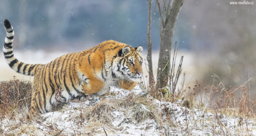 Tygr ussurijský  (Panthera tigris)  A42I9233ok