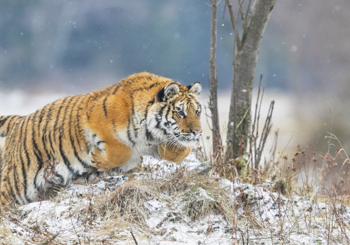 Tygr ussurijský  (Panthera tigris)  A42I9233ok