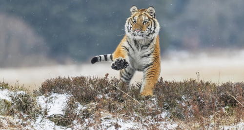 Tygr ussurijský  (Panthera tigris)  A42I9249ok